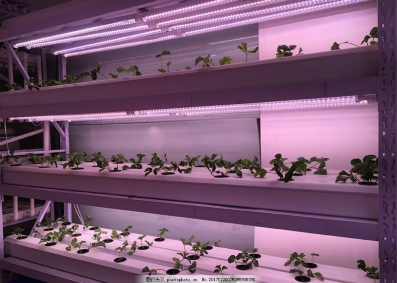 0.3米10W全光谱灯管LED多肉补光灯种植水培蔬菜育苗食虫草仿太阳植物生长灯
